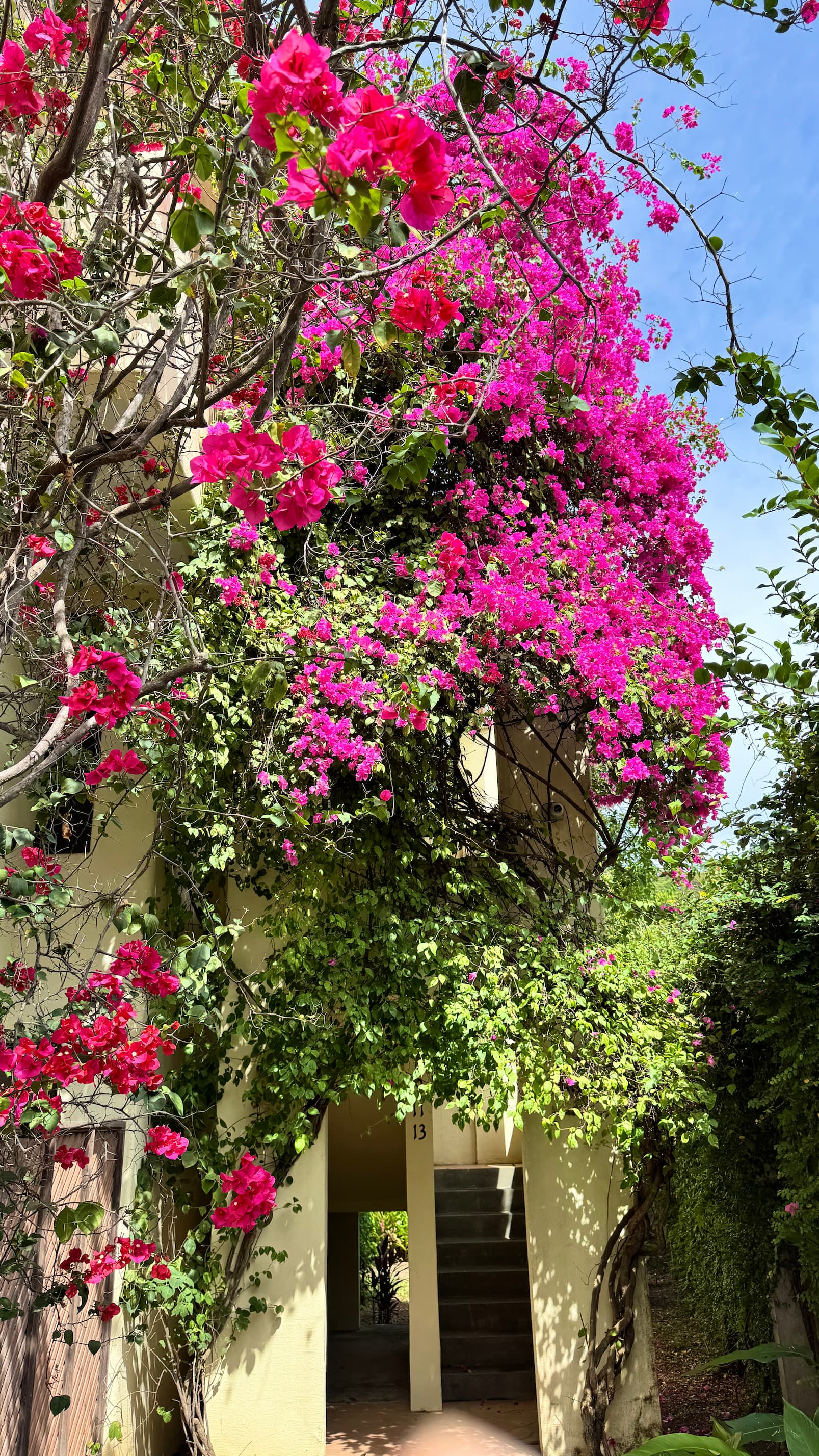 Coco Sunset Hills – Explore beautiful tropical paths in Coco Sunset Hills