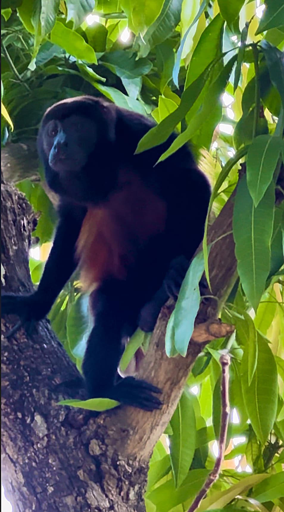 Coco Wildlife - Howler monkeys in the trees just around Coco Sunset Hills