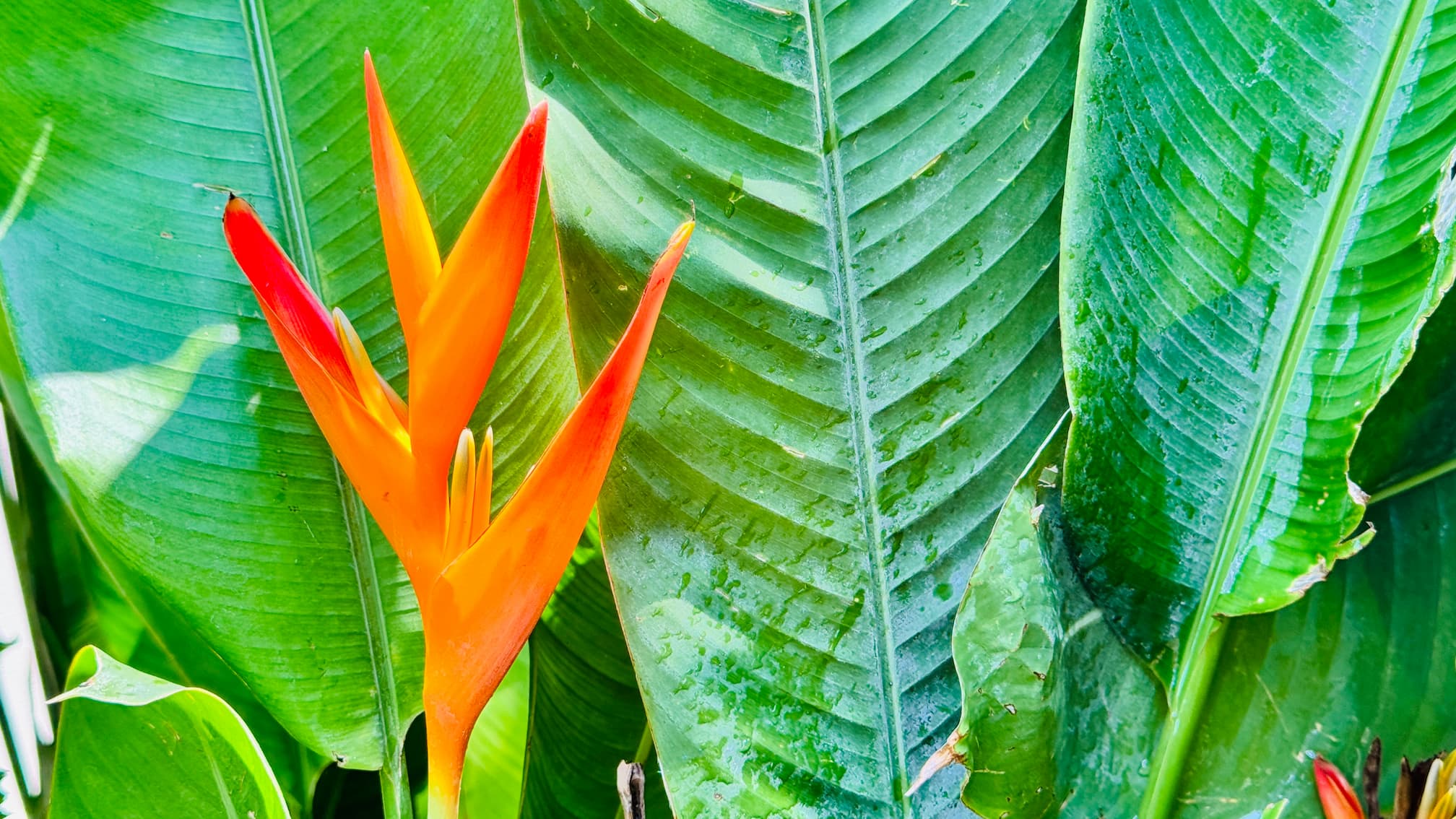 Coco Wildlife - More flowers inside the Coco Sunset Hills