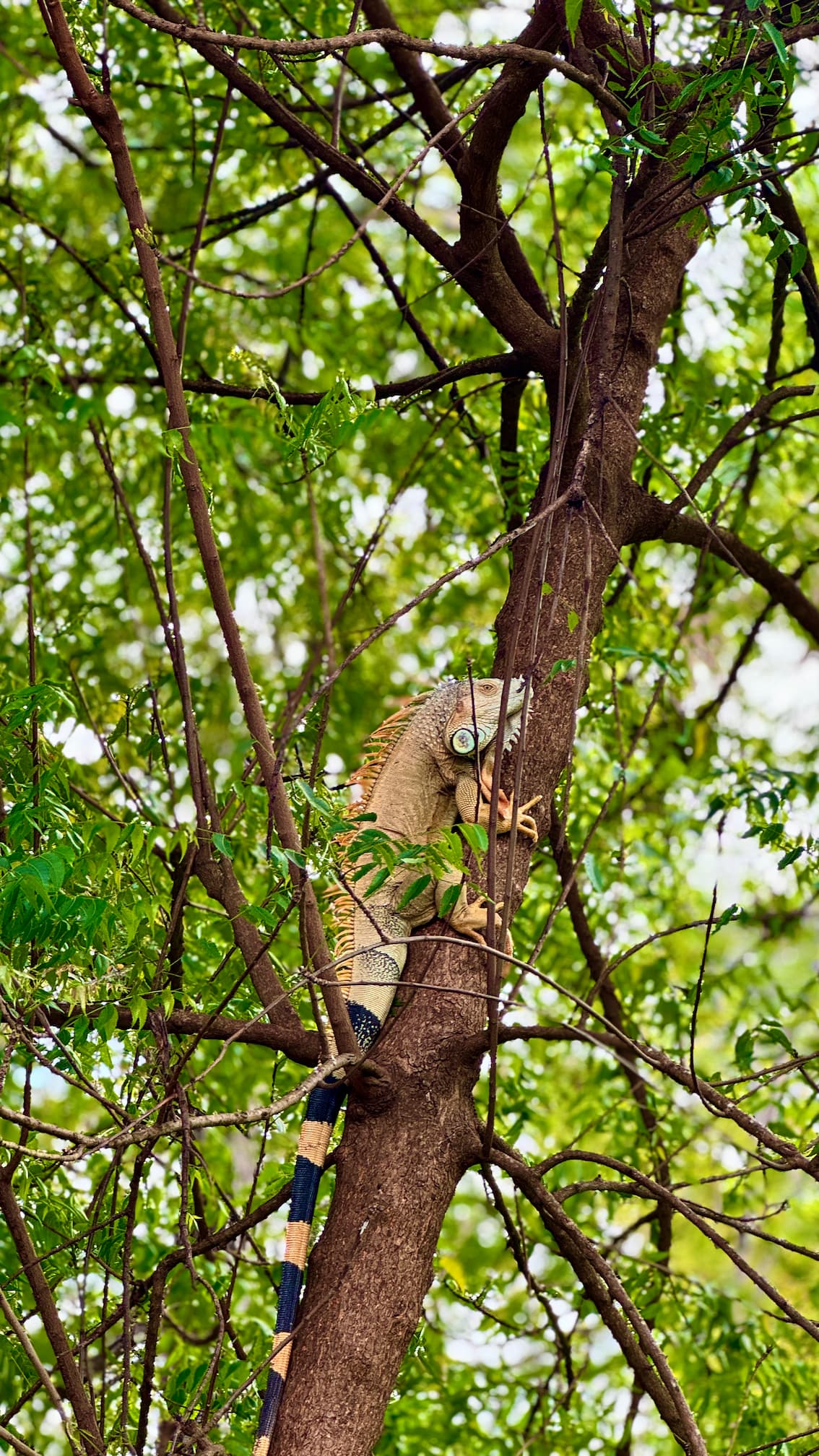 Coco Wildlife - Iguanas inside Coco Sunset Hills
