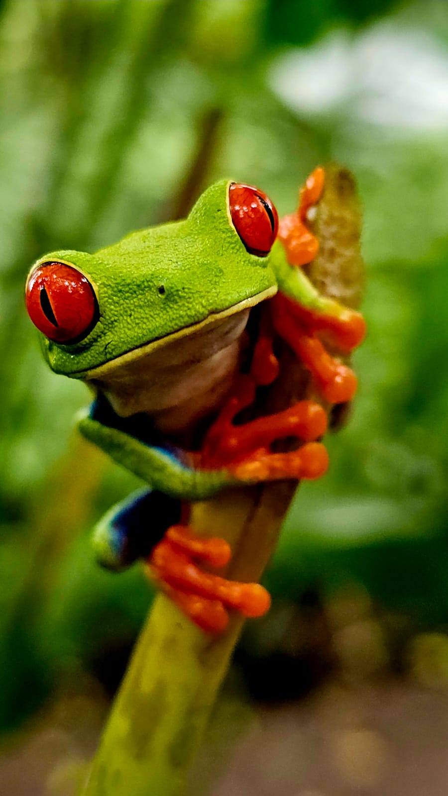 Coco Wildlife - Iguanas of Filadelfia (30 minutes by car)